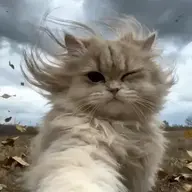 peepeepopo