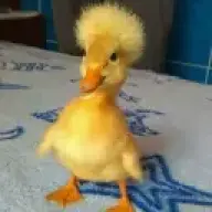 DUCKCU