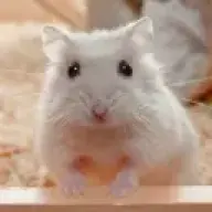 hamster23
