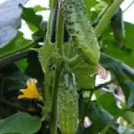 toper123123russiankid