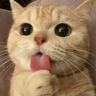 zealotmeahd