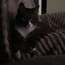 hauwtz