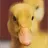 Duckie1996