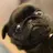 Pug