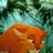 Firestar